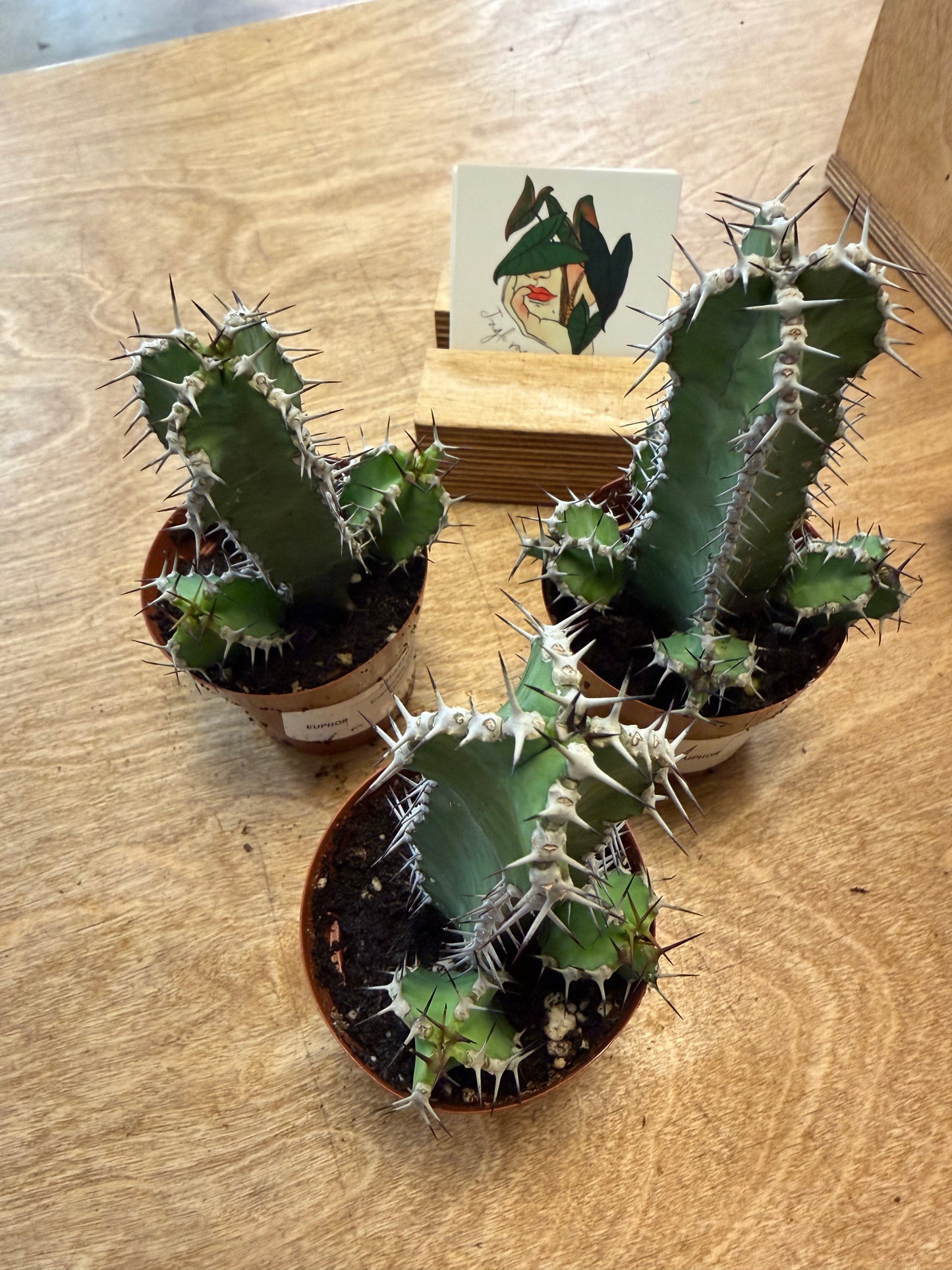 Euphorbia Polyacantha
