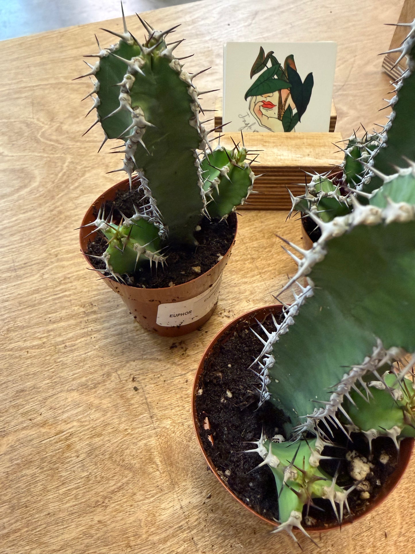 Euphorbia Polyacantha