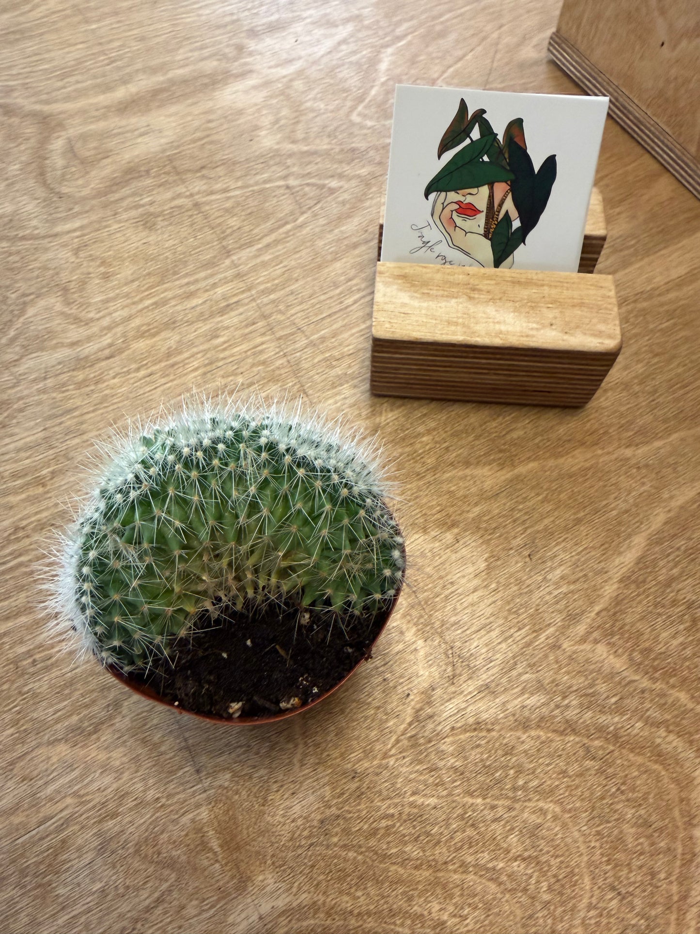 Mammillaria Pringlei Cristata