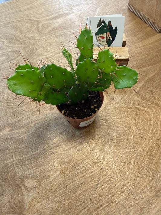 Opuntia Brasiliensis