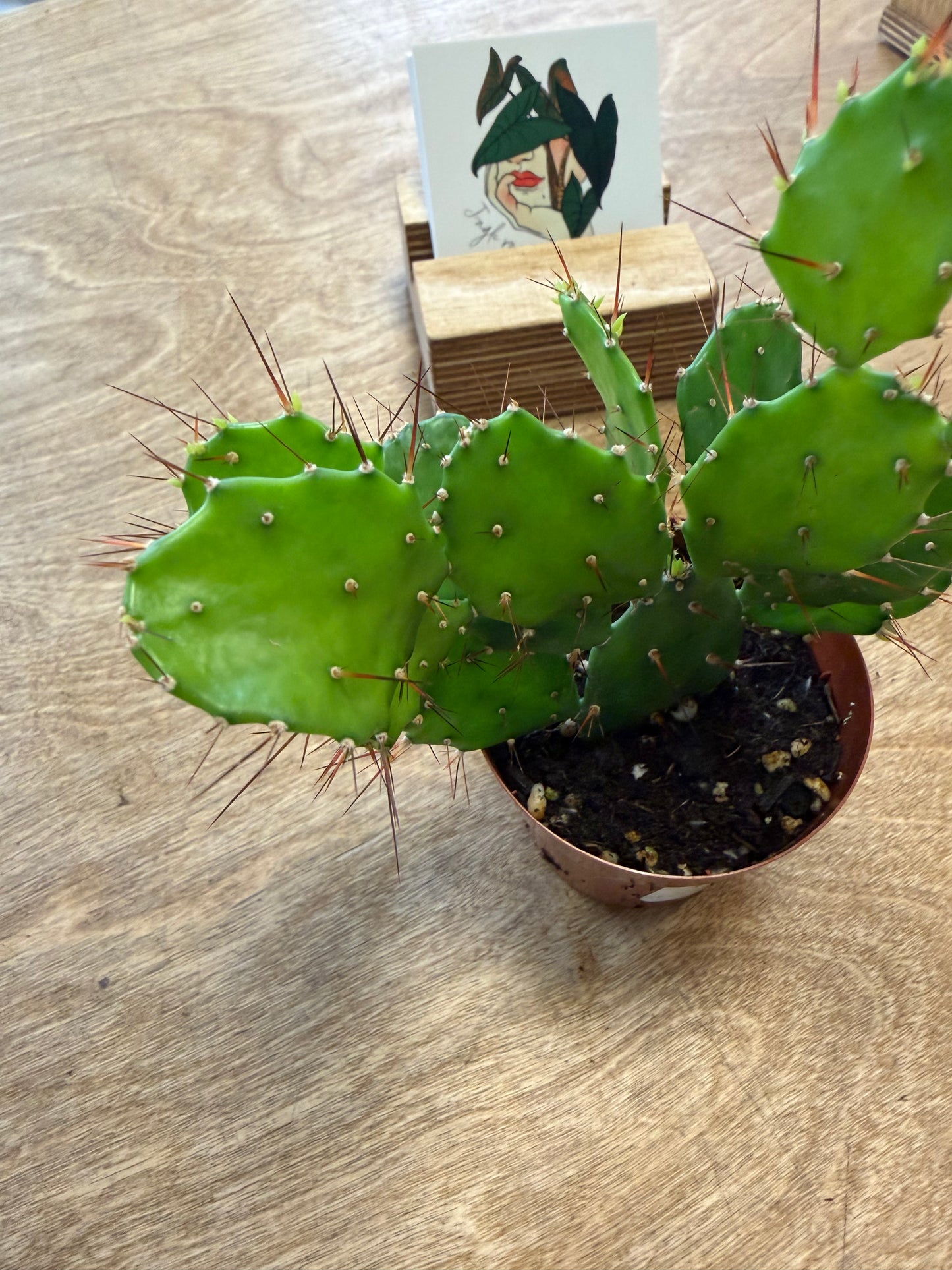 Opuntia Brasiliensis
