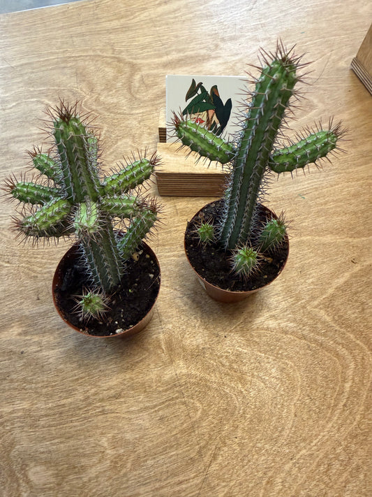 Euphorbia Baioensis