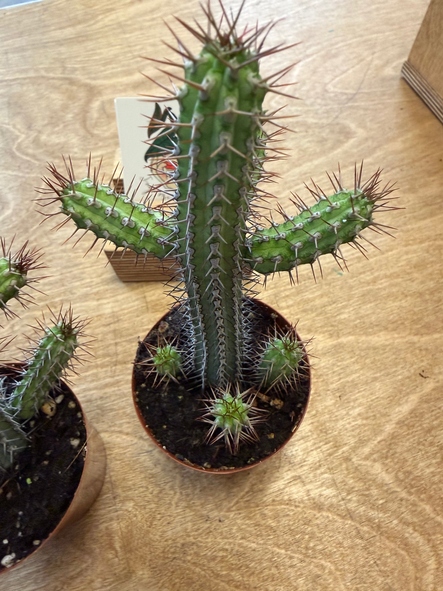 Euphorbia Baioensis