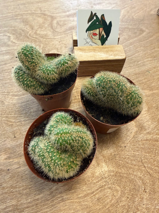 Hildewintera Aureispina