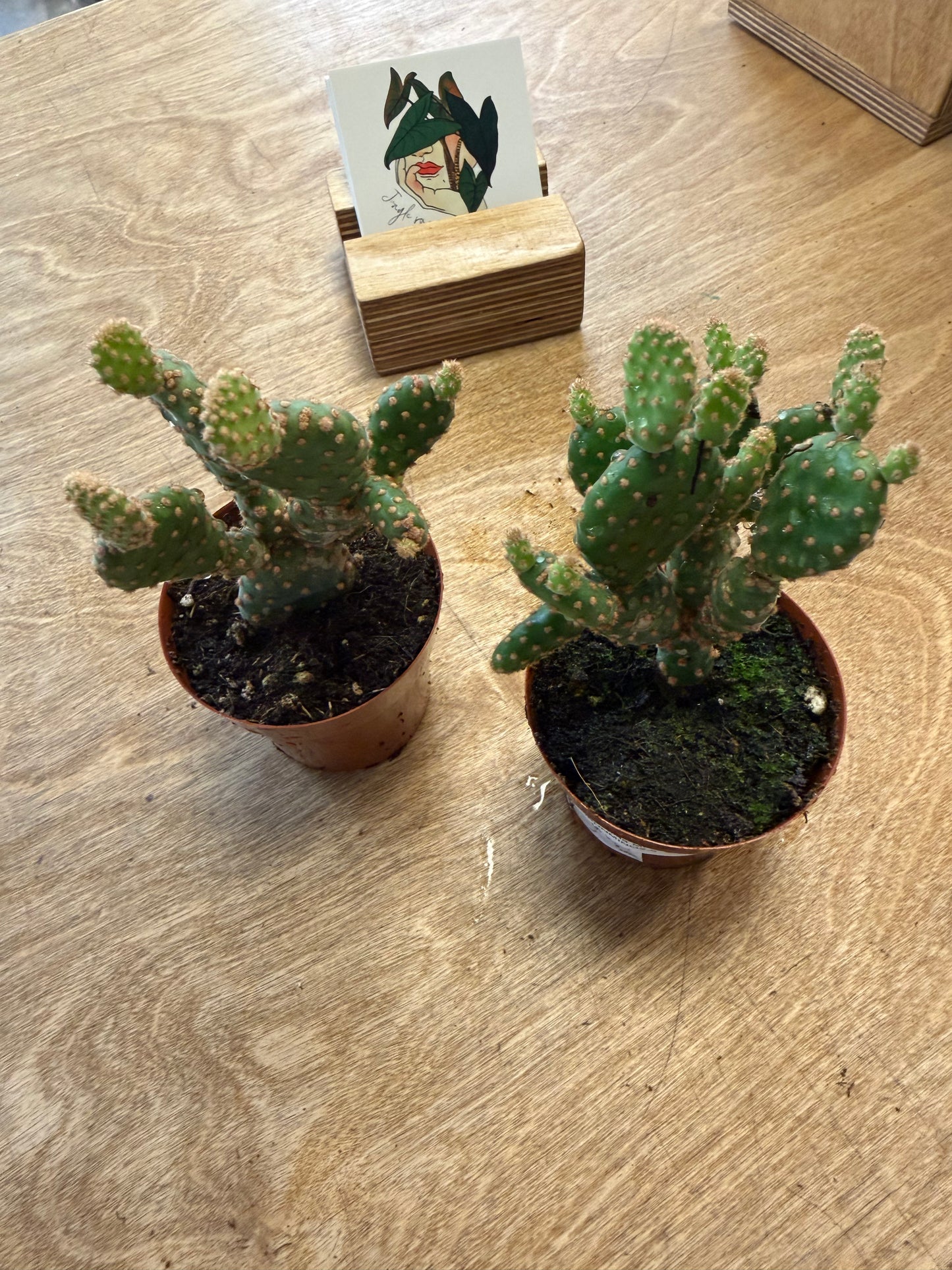 Opuntia Rufida Minor