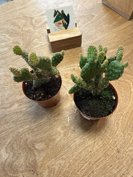 Opuntia Rufida Minor