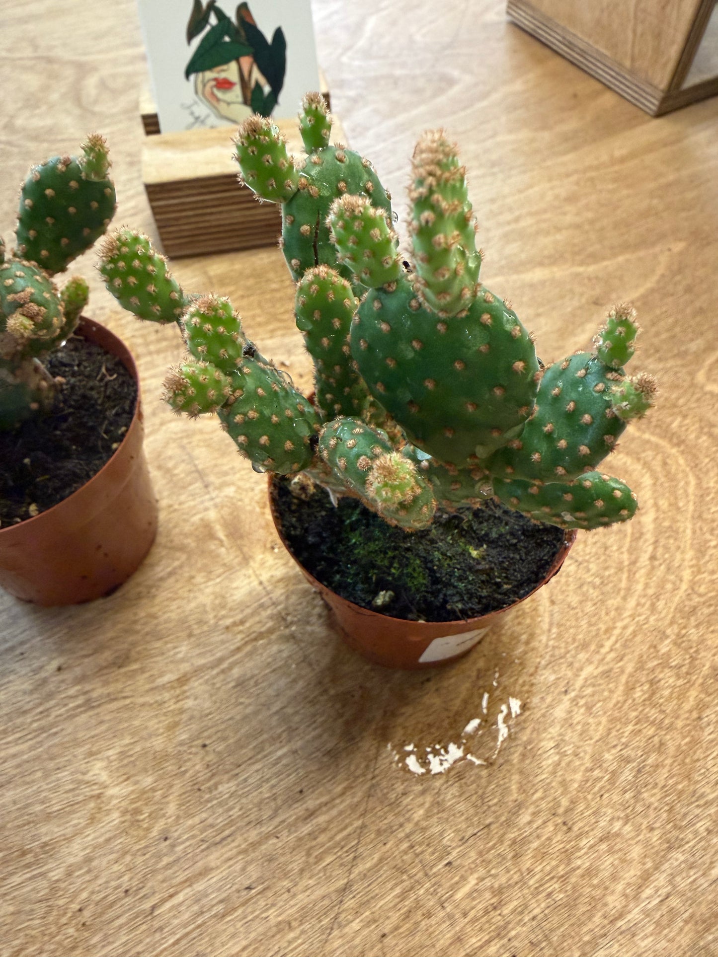 Opuntia Rufida Minor