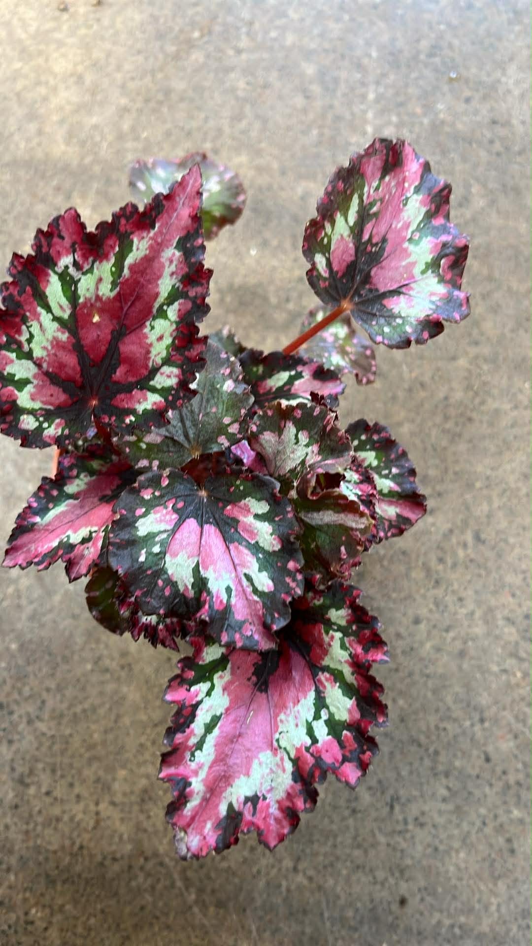 Bégonia Harmony's Red Star