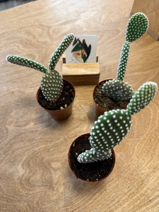 Opuntia Microdasys Albispina