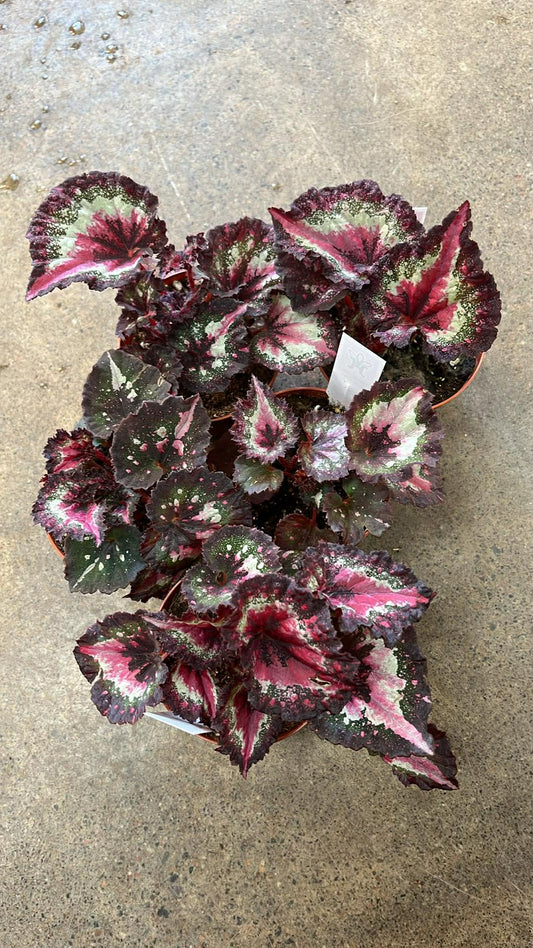 Bégonia Harmony's First Kiss