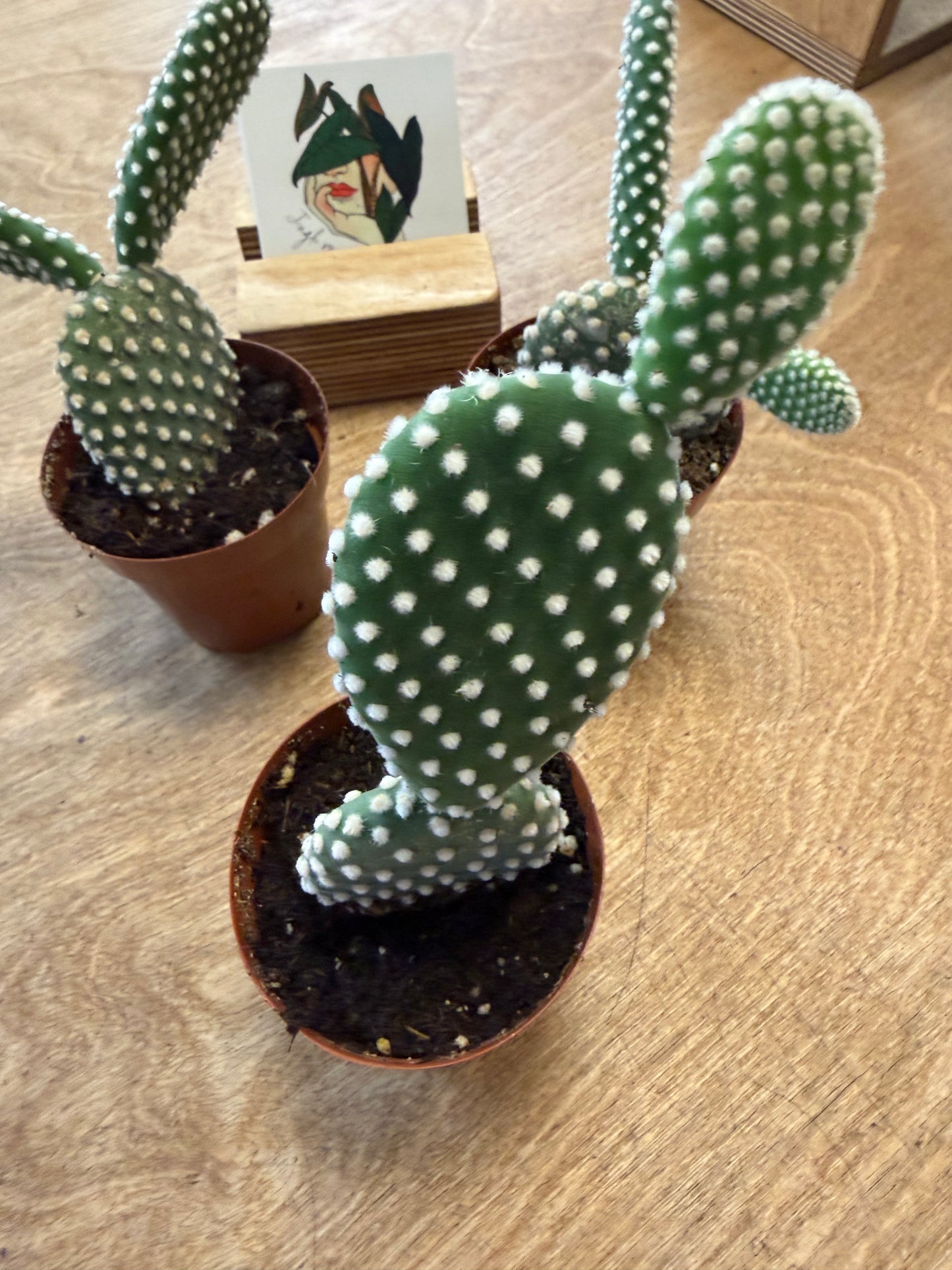 Opuntia Microdasys Albispina