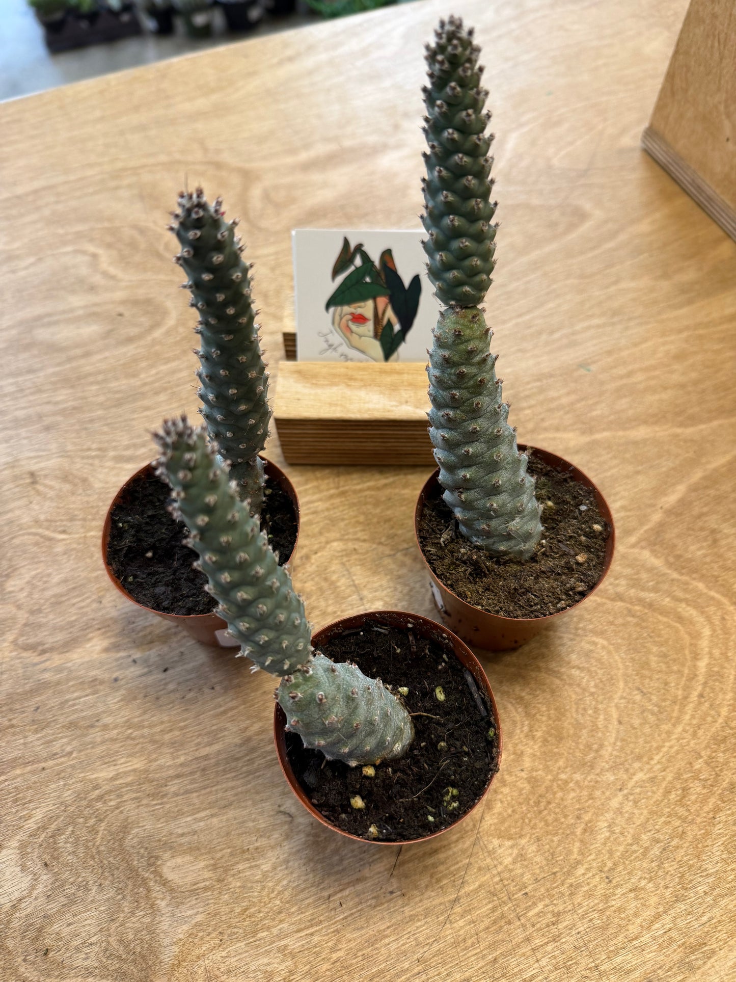 Opuntia Diademata Inermis