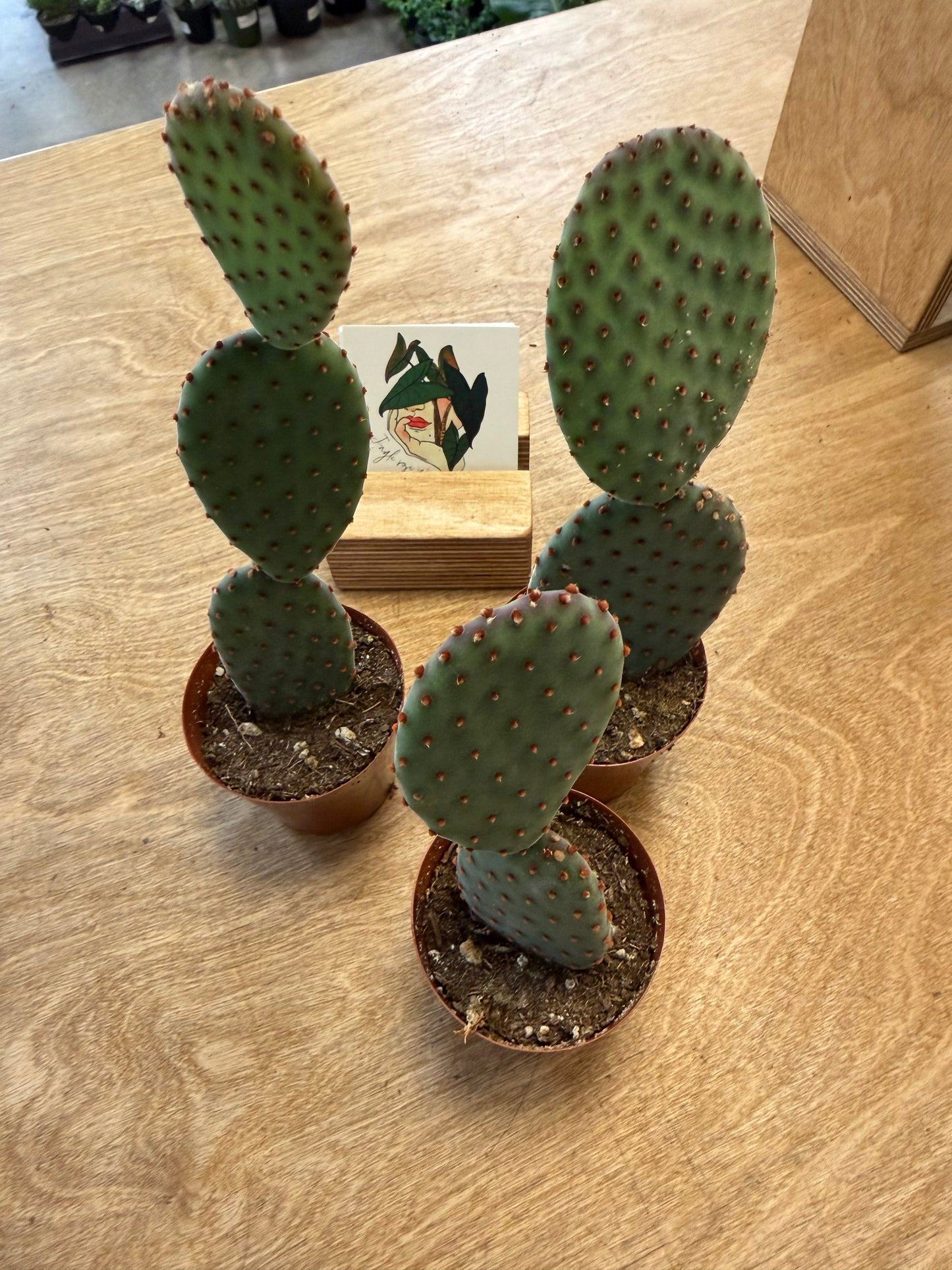 Opuntia Microdasys Indigo