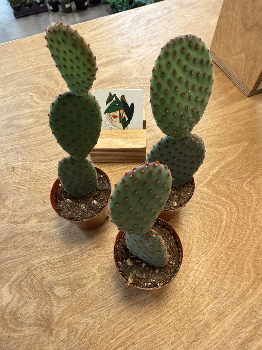 Opuntia Microdasys Indigo