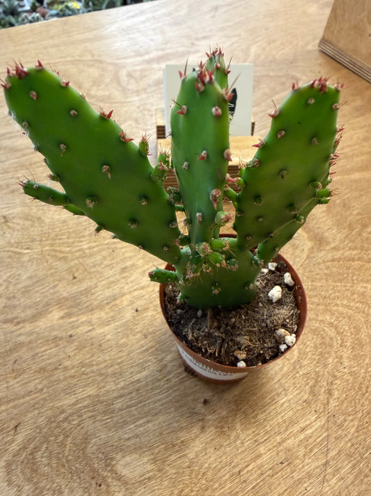 Opuntia Monacantha