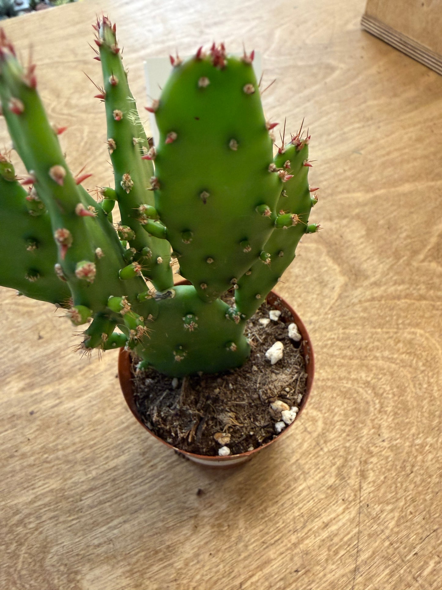 Opuntia Monacantha