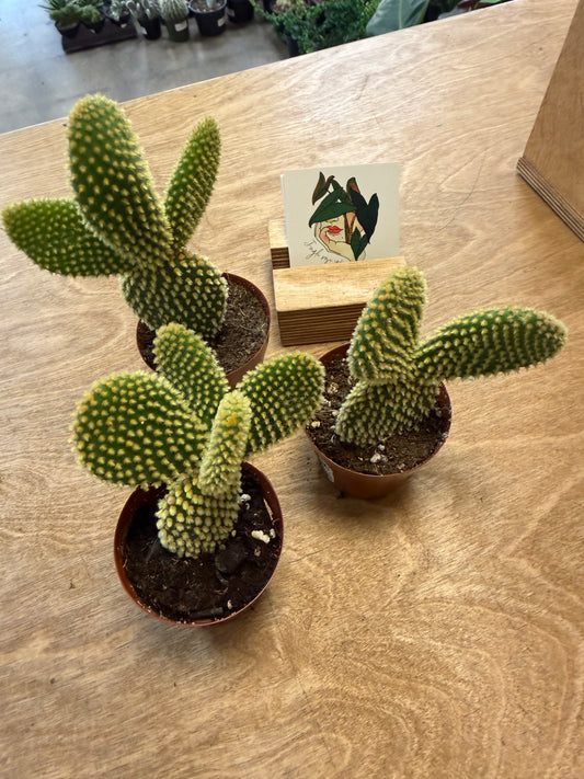 Opuntia Microdasys Yellow