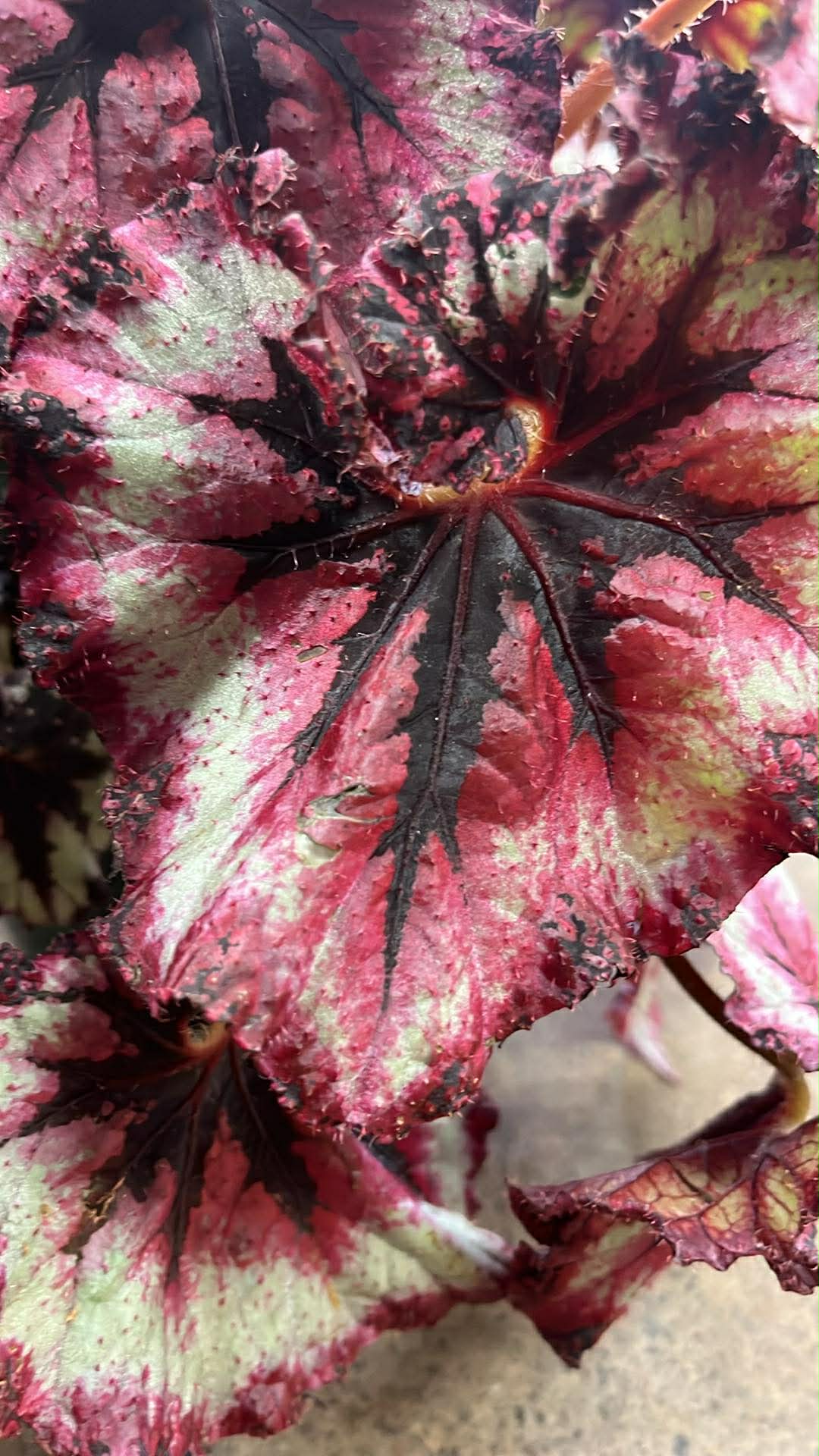 Bégonia Harmony's Shortcake