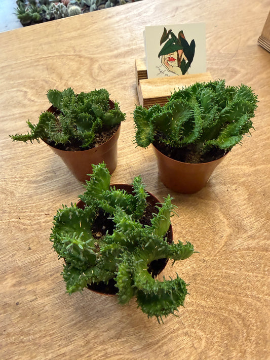 Euphorbia Pugniformis Cristata