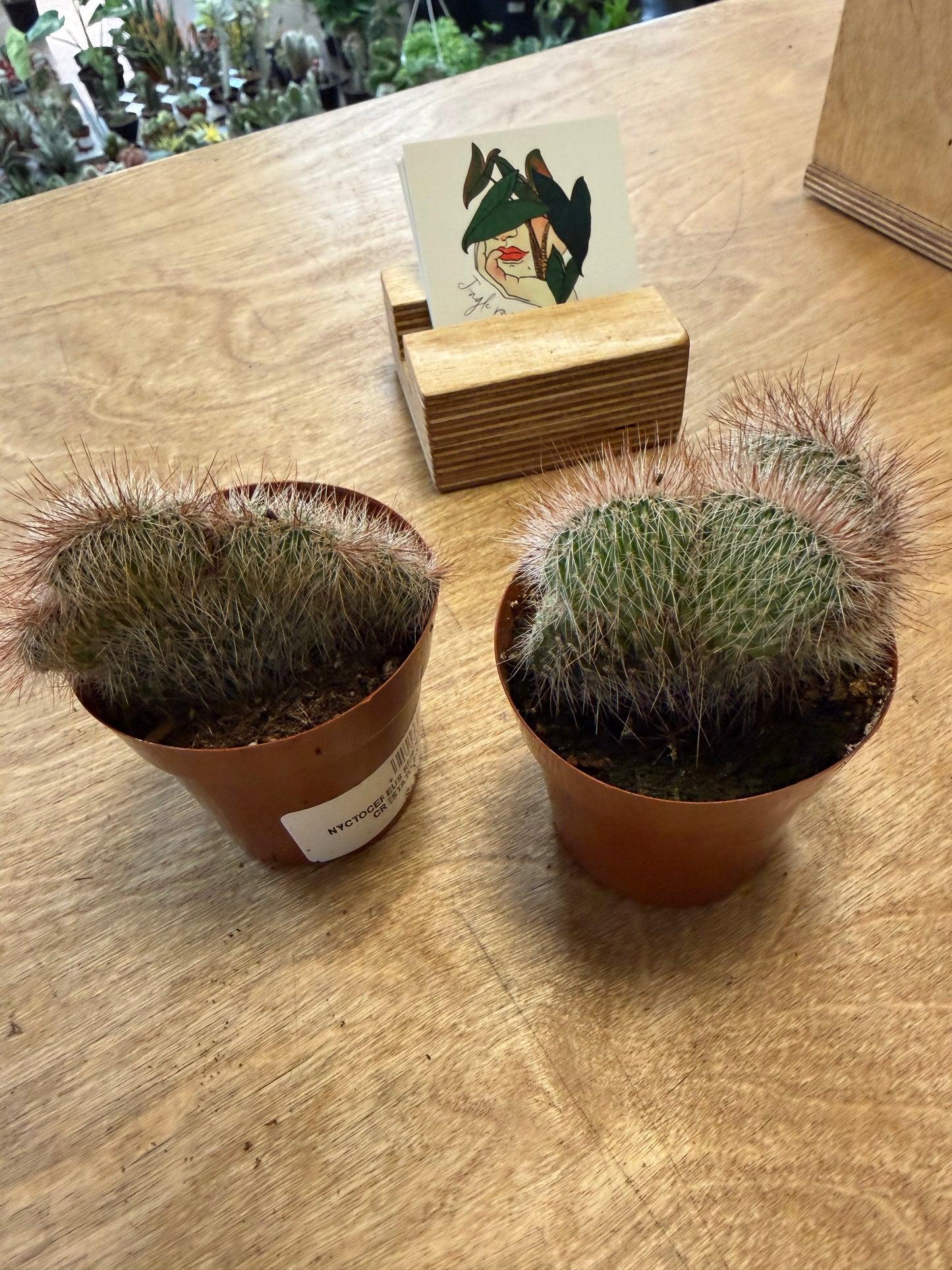 Nyctocereus Serpentinus Cristata