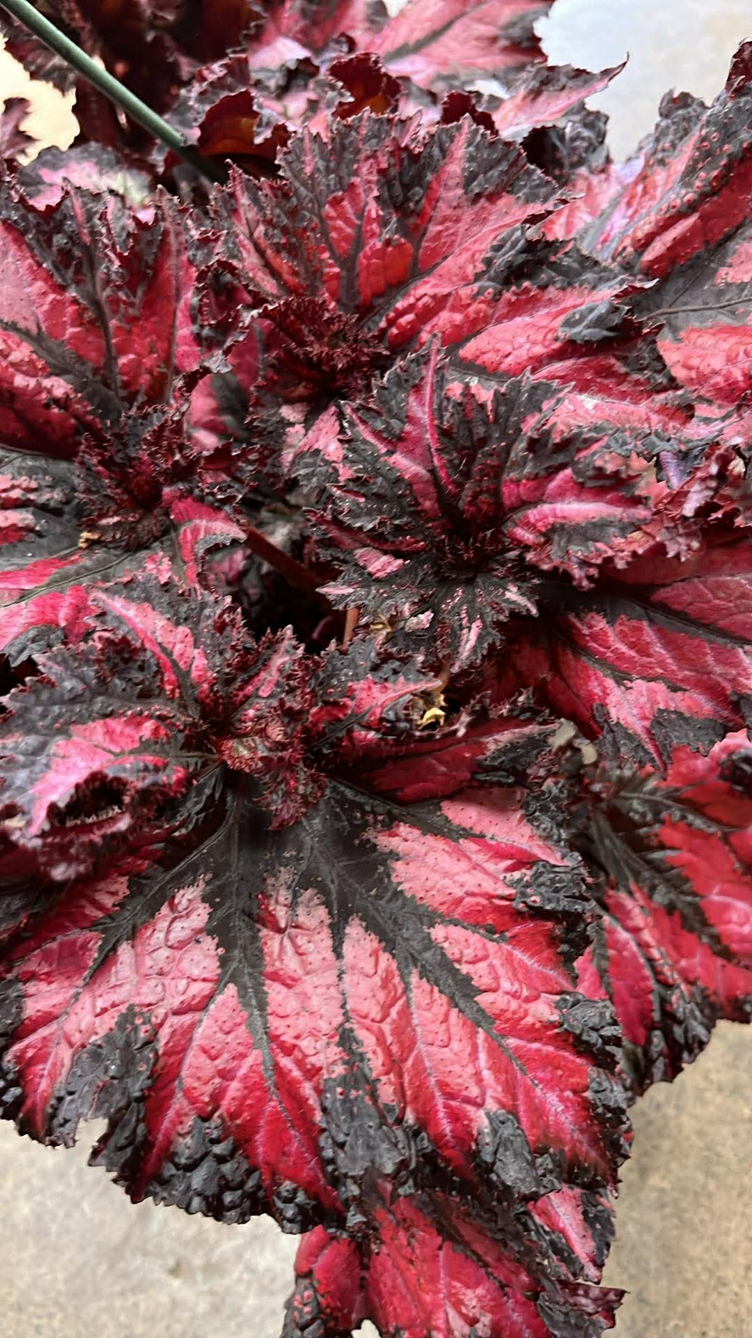 Bégonia Harmony's Cherry Bomb