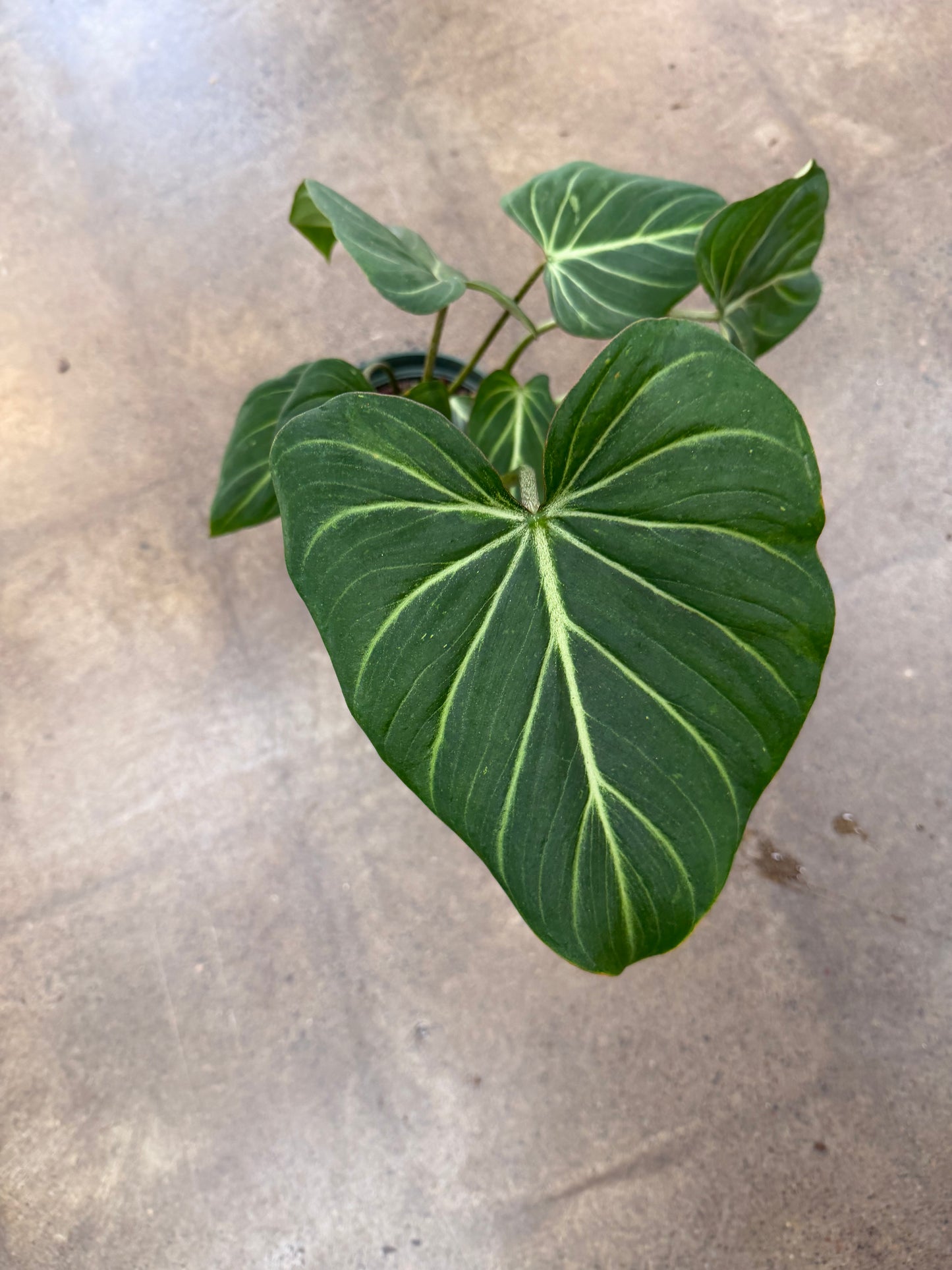 Philodendron Gloriosum