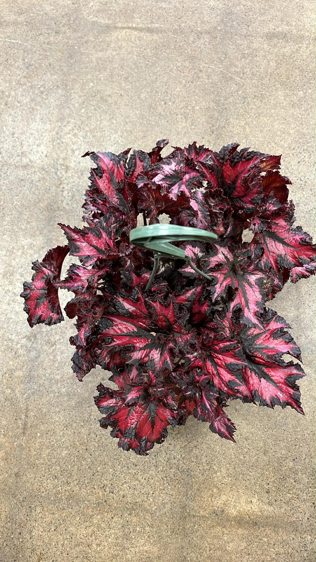 Bégonia Harmony's Cherry Bomb