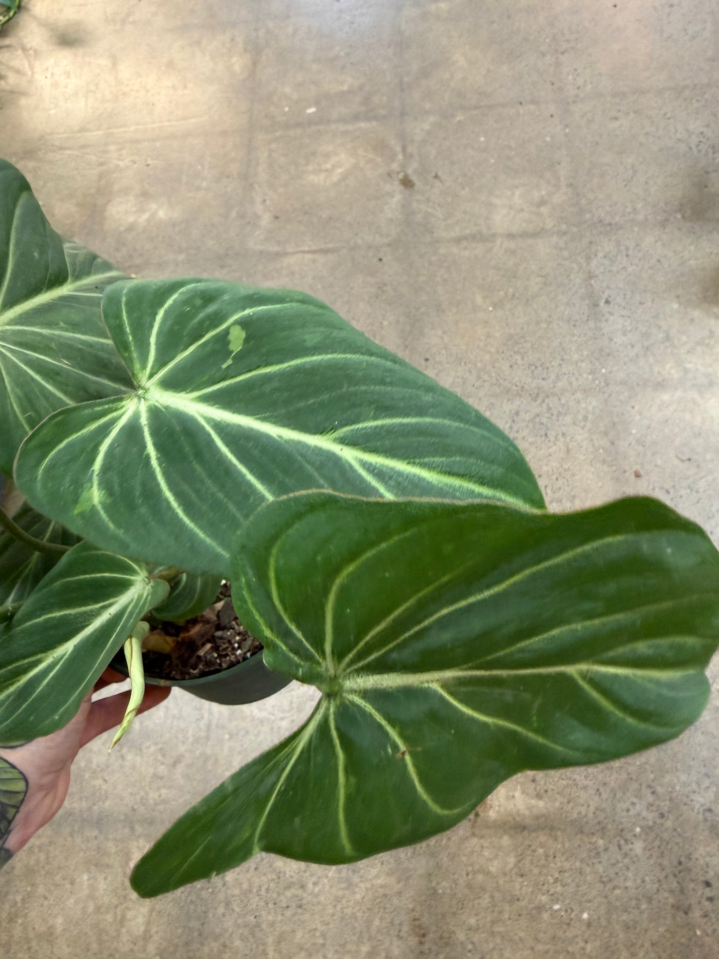 Philodendron Gloriosum
