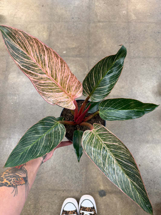 Philodendron Pink Birkin