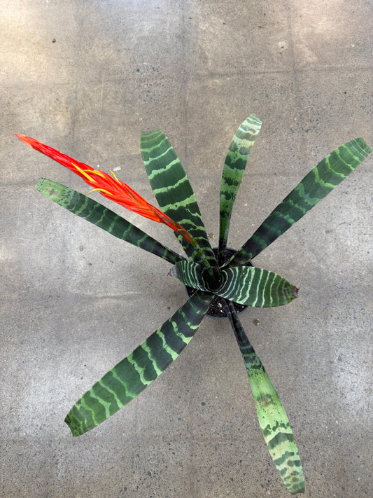 Bromélia Vriesea Splendens