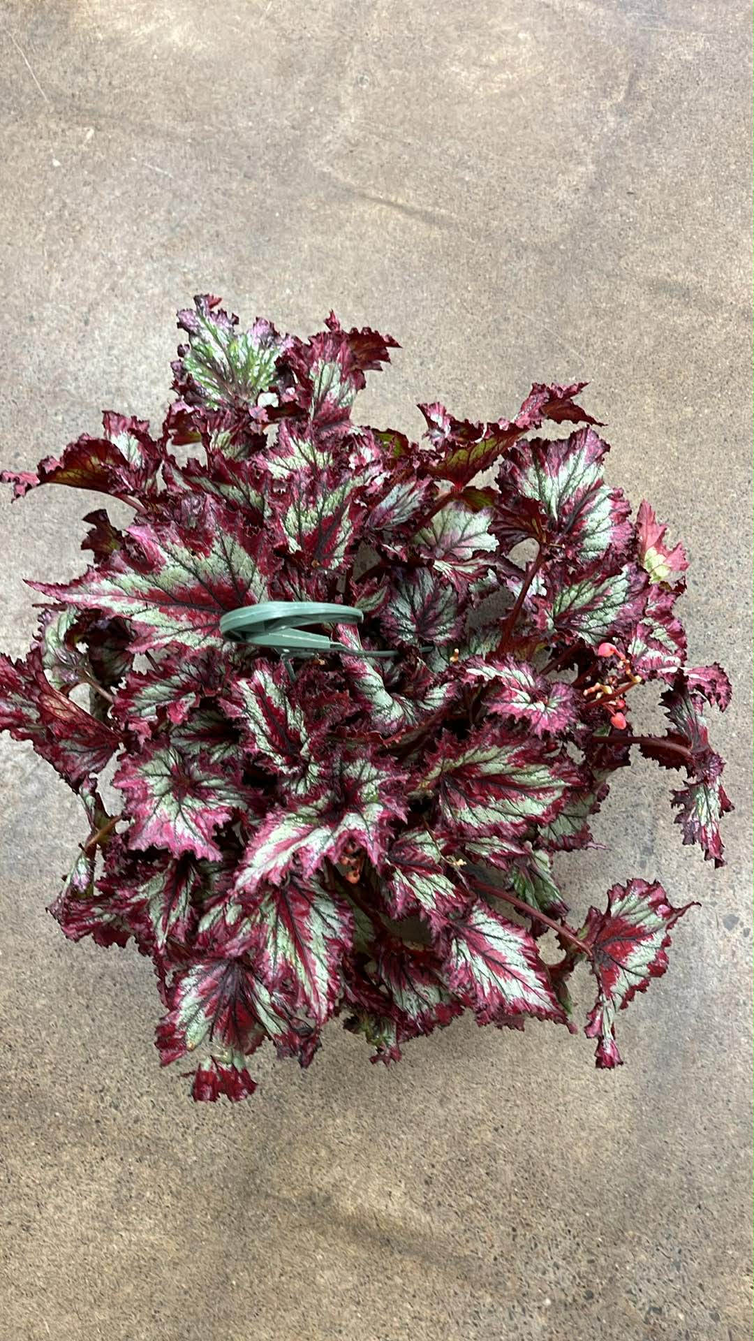 Bégonia Harmony's Breathing Dragon