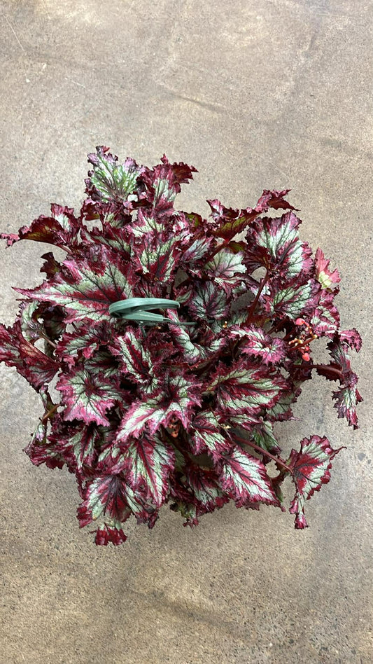 Bégonia Harmony's Breathing Dragon
