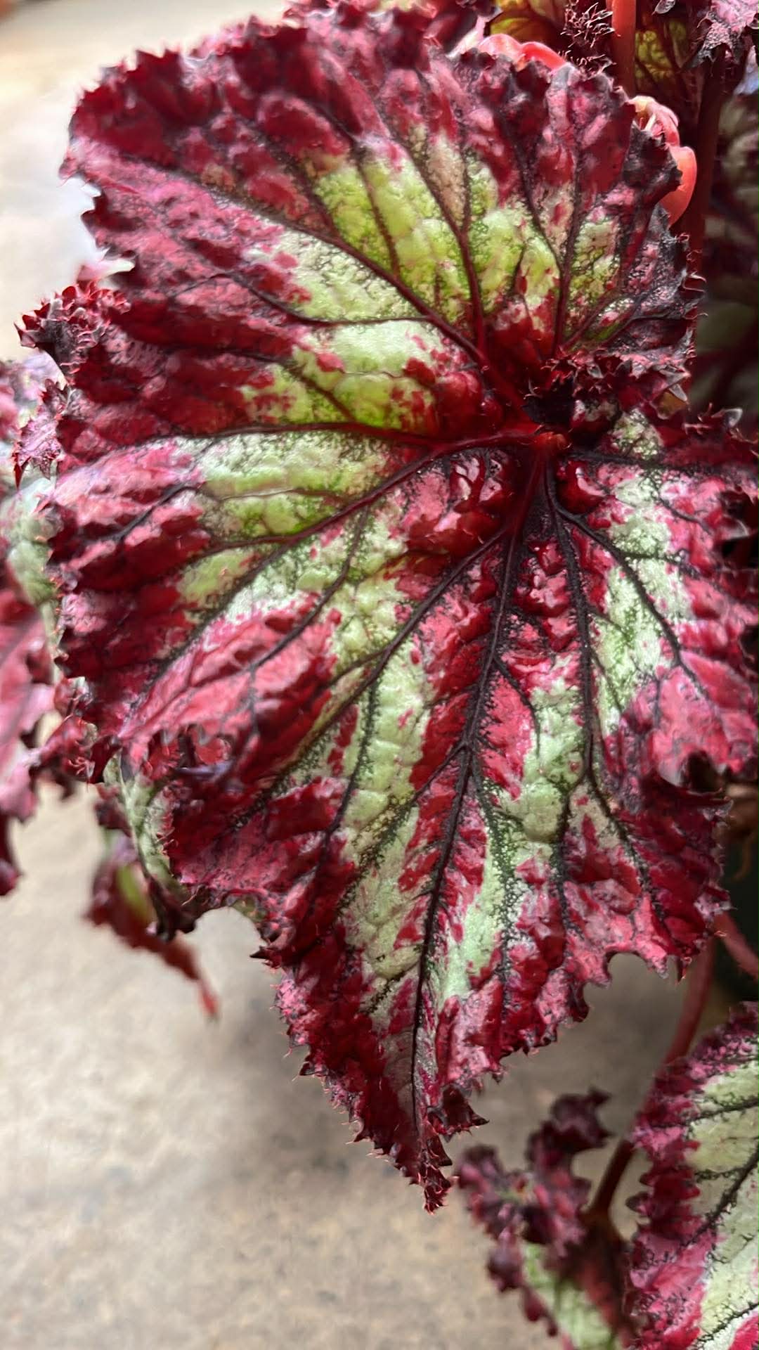 Bégonia Harmony's Breathing Dragon