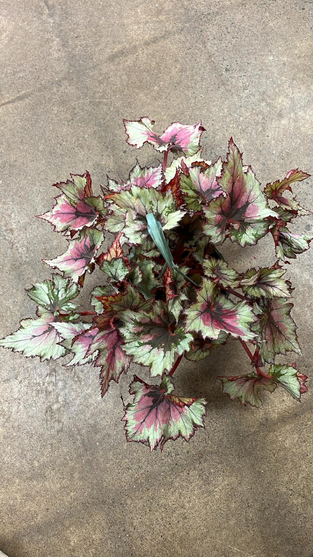 Bégonia Harmony's Ghost Whisperer
