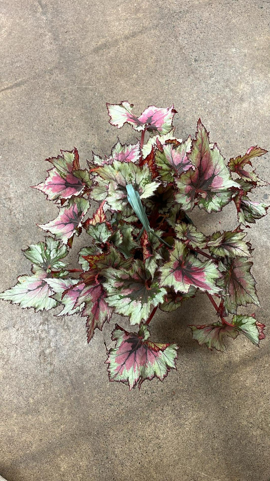 Bégonia Harmony's Ghost Whisperer