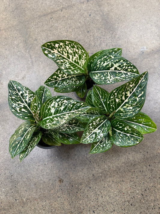 Aglaonema Tom’s Pride