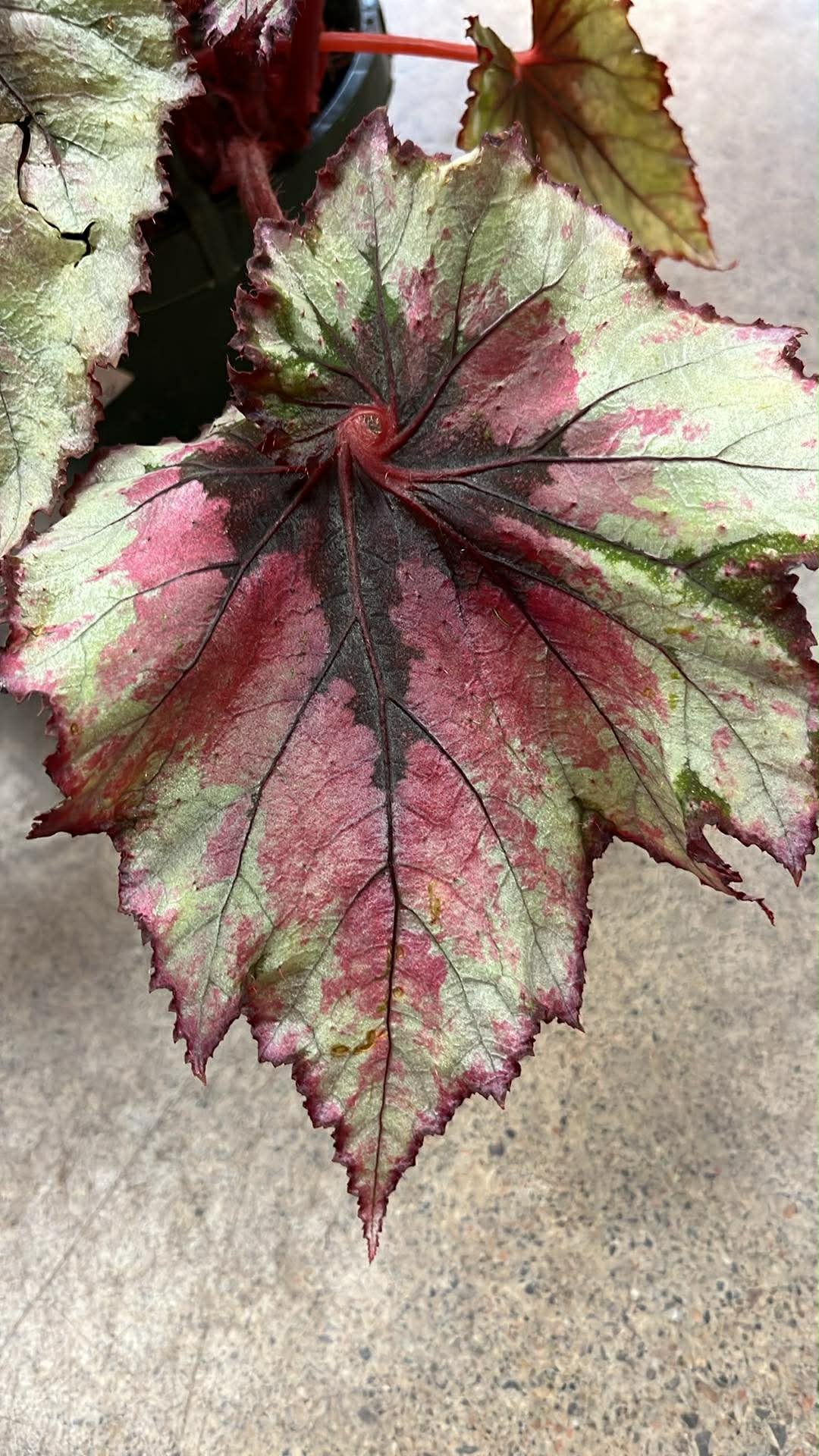 Bégonia Harmony's Ghost Whisperer