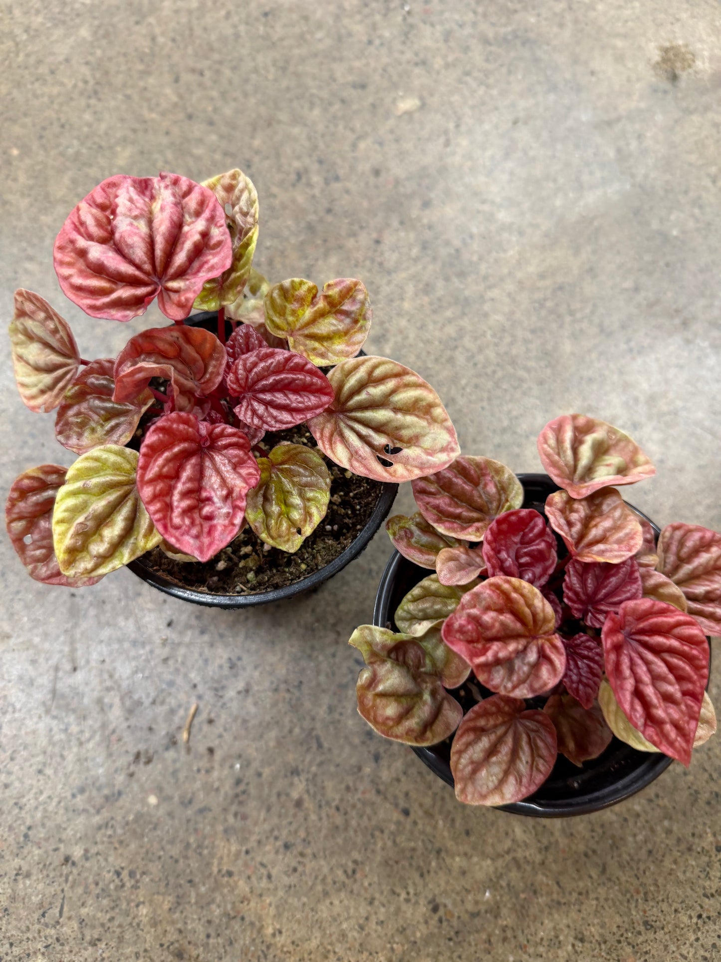 Peperomia Quito