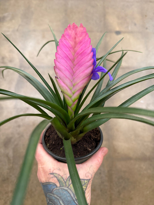 Bromélia Cyanea