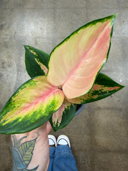 Aglaonema Orange Cochin
