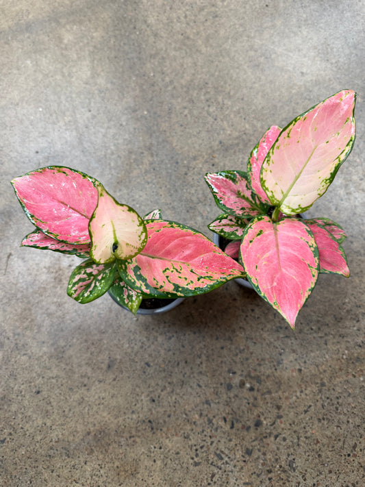 Aglaonema Rose