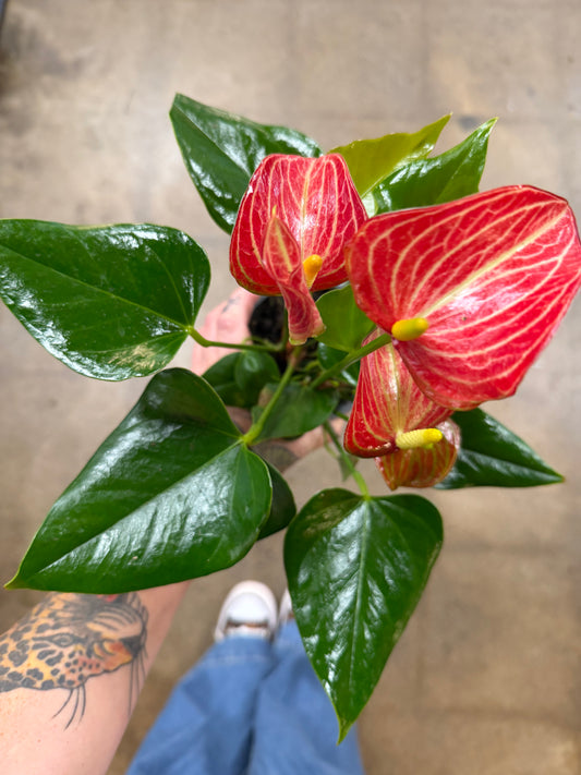 Anthurium Livium Red