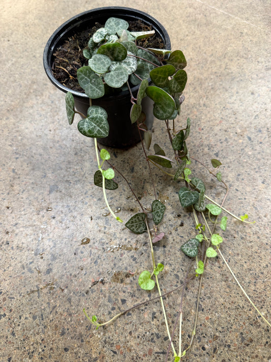 Chaîne de cœurs Ceropegia woodii