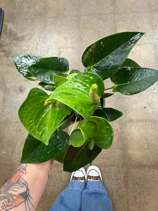 Anthurium Vert
