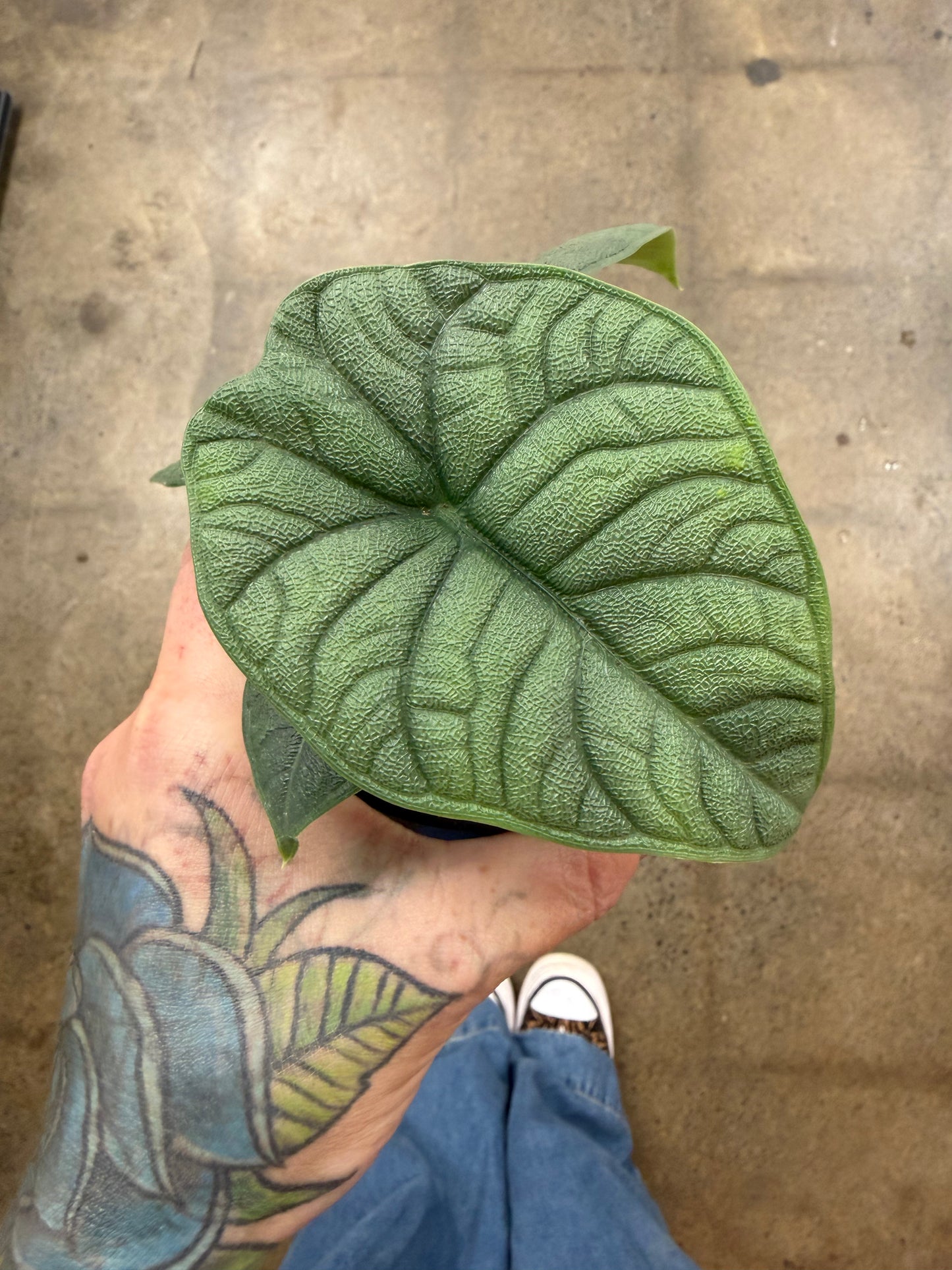 Alocasia Melo