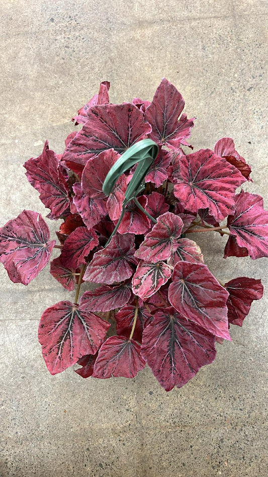 Bégonia Harmony's Venetian Bed