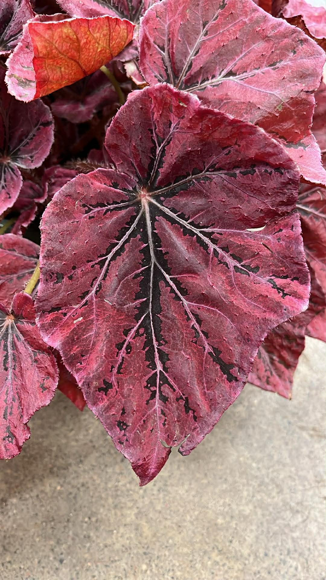 Bégonia Harmony's Venetian Bed