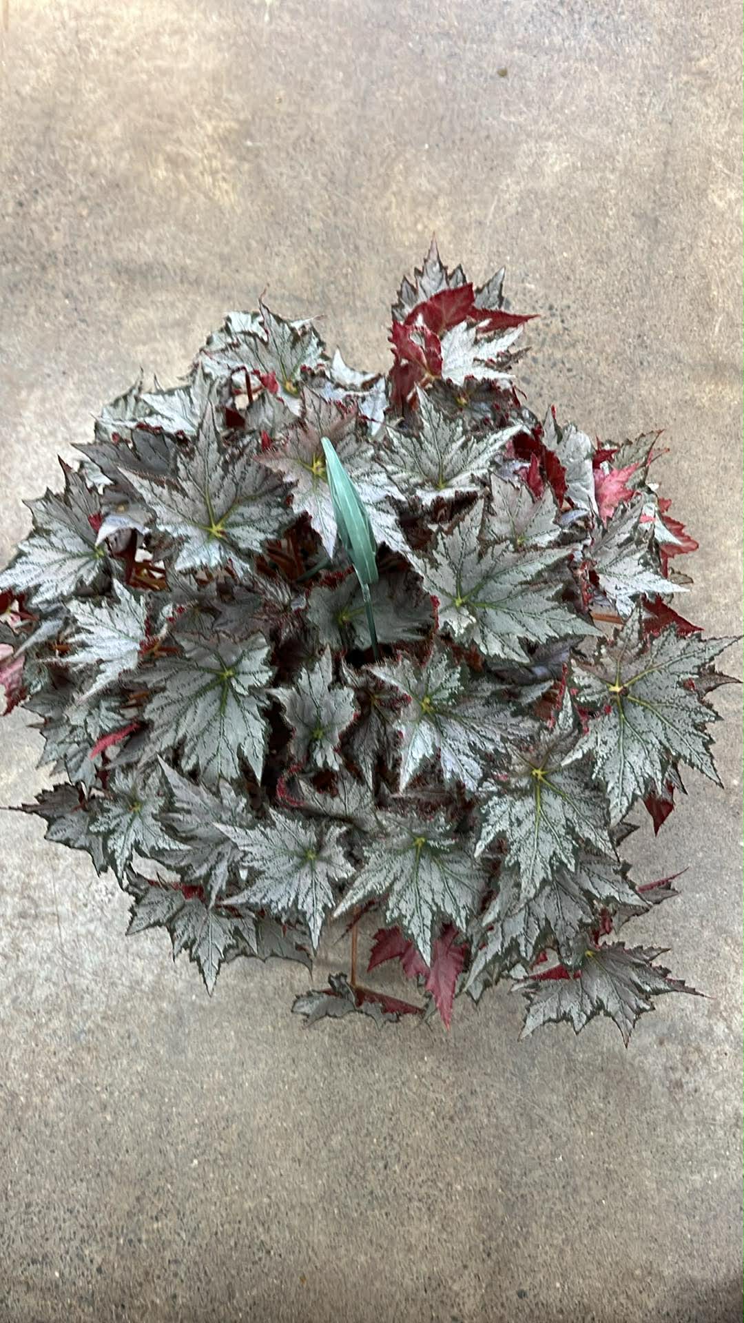 Bégonia Harmony's Sierra Mist
