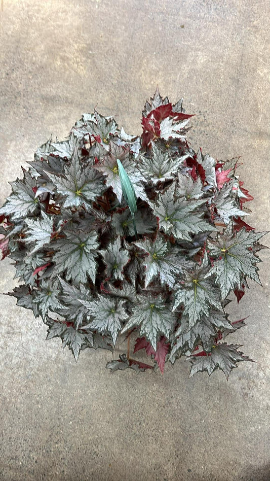 Bégonia Harmony's Sierra Mist