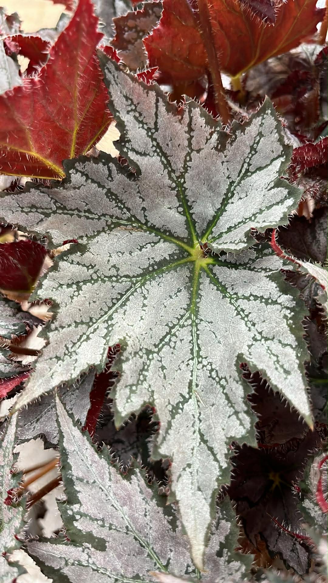 Bégonia Harmony's Sierra Mist